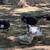 Male Ducks 10 thumbnail