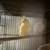 Canaries 6 thumbnail