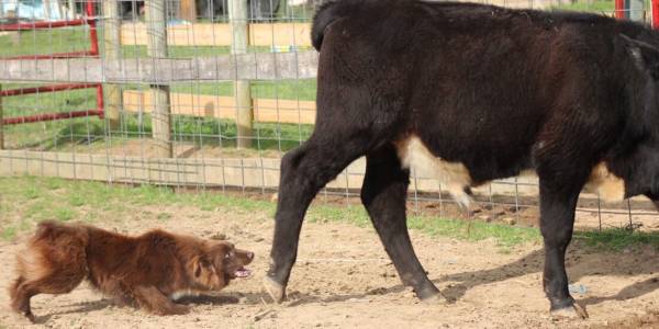 Stockdog Training 1