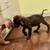 Great Dane Puppies 9 thumbnail