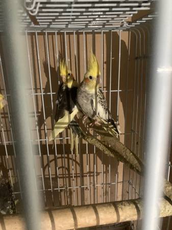 Cockatiel male/female 1