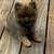 Adults Pomeranian rehoming 2 thumbnail