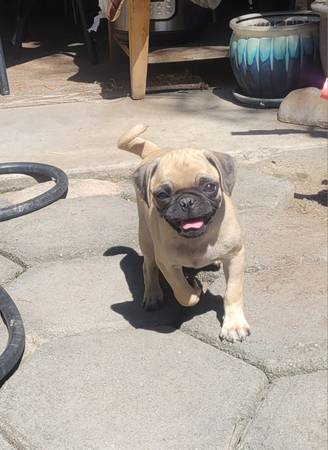 Pug puppy (Bakersfield)64014696469378123