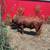 Dexter cattle 4 thumbnail