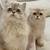 British shorthair and longhair Kitten for sales 7 thumbnail