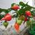 Biquinho Sweety Drop Heirloom Pepper Seeds 2 thumbnail
