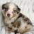 AKC Australian Shepherds 1 thumbnail