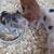 Miniature pet pigs 5 thumbnail
