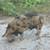 KuneKune Boar 1 thumbnail