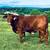 Cattle cows Beefmaster 13 thumbnail