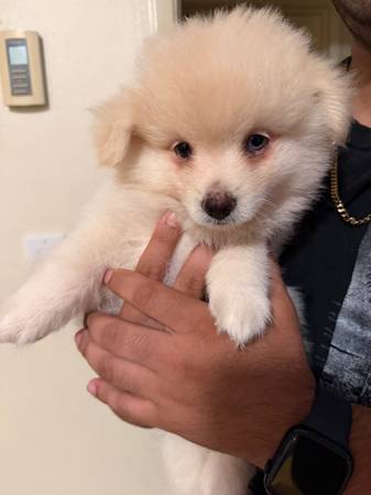 Pomeranian puppies 1