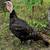 Super tame Tom Turkeys 3 thumbnail