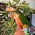Yellow Sided Green Cheeked Conure Parrots 4 thumbnail