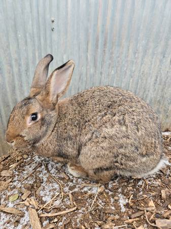 Friendly Mixed American Chinchilla Rabbits Born Aug 1st 1