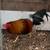 Gallos rooster 7 thumbnail