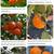 Rosenyanki persimmon 2 thumbnail
