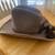 Raccoon Tail Western Hat - Size L 2 thumbnail
