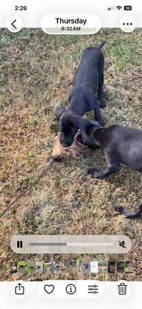 Dos cachorros machos de Bullherder582092526002513925