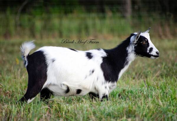 Sweet and flashy Nigerian dwarf doe 1