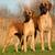 Looking for person with midwife birthing skills, for dogs 1 thumbnail