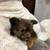 Rehoming female puppies!! 11 thumbnail