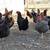 1 Year Old Laying Chickens/Hens 4 thumbnail