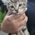 8 wk old kittens 2 thumbnail