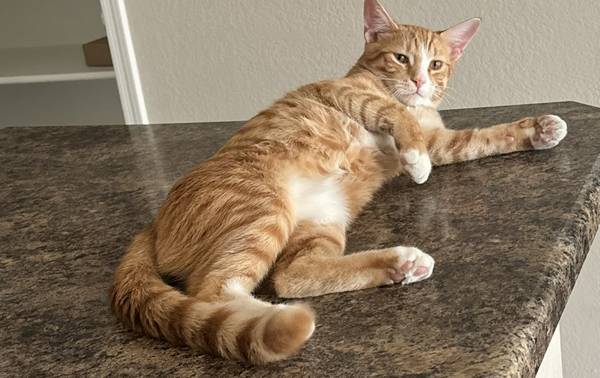 Male Orange tabby looking for new home 1
