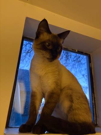 Lost Siamese (W jackson)63509469505027121