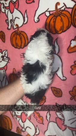 Shihtzu pups (Killeen)606857243247912963