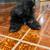 Shih Tzu Puppy 2 thumbnail