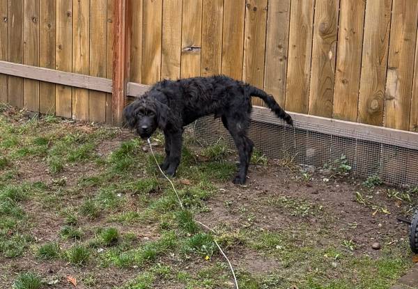 Doubledoodle 6 months (Kent)64666876983426120