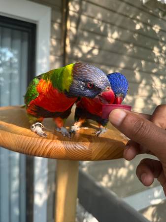 Rainbow lorikeets parrot pair (Newport News)63882942717569123