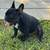 Frenchie Puppy available 3 thumbnail