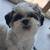 LOST DOG MALE ADULT SHIHTZU 3 thumbnail