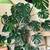 XXL Monstera Deliciosa – 6ft Tall + Ceramic Pot 2 thumbnail