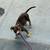 American Bullies Louis V x Zullou 3 thumbnail