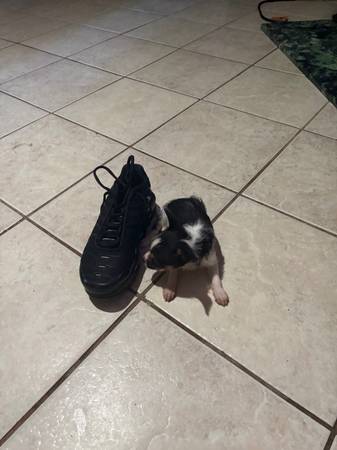 Chorkie64005647723906124