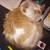 Lost cat 3 thumbnail