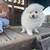 Pomeranian puppy 2 thumbnail