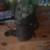 Submersible pump 3000gph 2 thumbnail