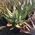 Tree aloes - exotic drought tolerant specimens 8 thumbnail