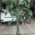 3 Artificial Ficus Trees with Decorative Planters – 4ft to 7ft 2 thumbnail
