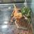 Bearded dragon set up 7 thumbnail