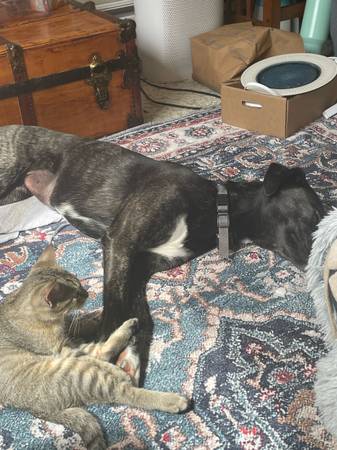 4 month male tabby, Free to a good home (Hoodsport)63874561047681124