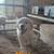 Livestock guardian pups 7 thumbnail