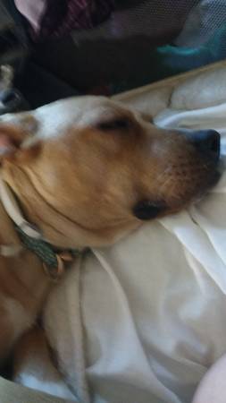 Rednose pit mezclado con labrador blanco (Lago Conneaut)63656845788929124