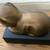 Bufano Bronze Cat Sculpture AP (artists Proof) 3 thumbnail