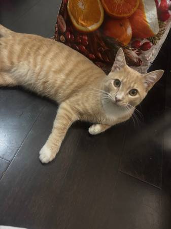 Make Kittens 7 months 1