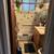Tile installer / hardwood installation / painting LOW PRICES 11 thumbnail